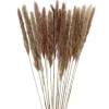 Pampasgras, Braun, 78 Cm