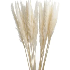 Pampasgras, Creme, 78 Cm