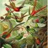 Poster Beautiful Birds, Nr. 66