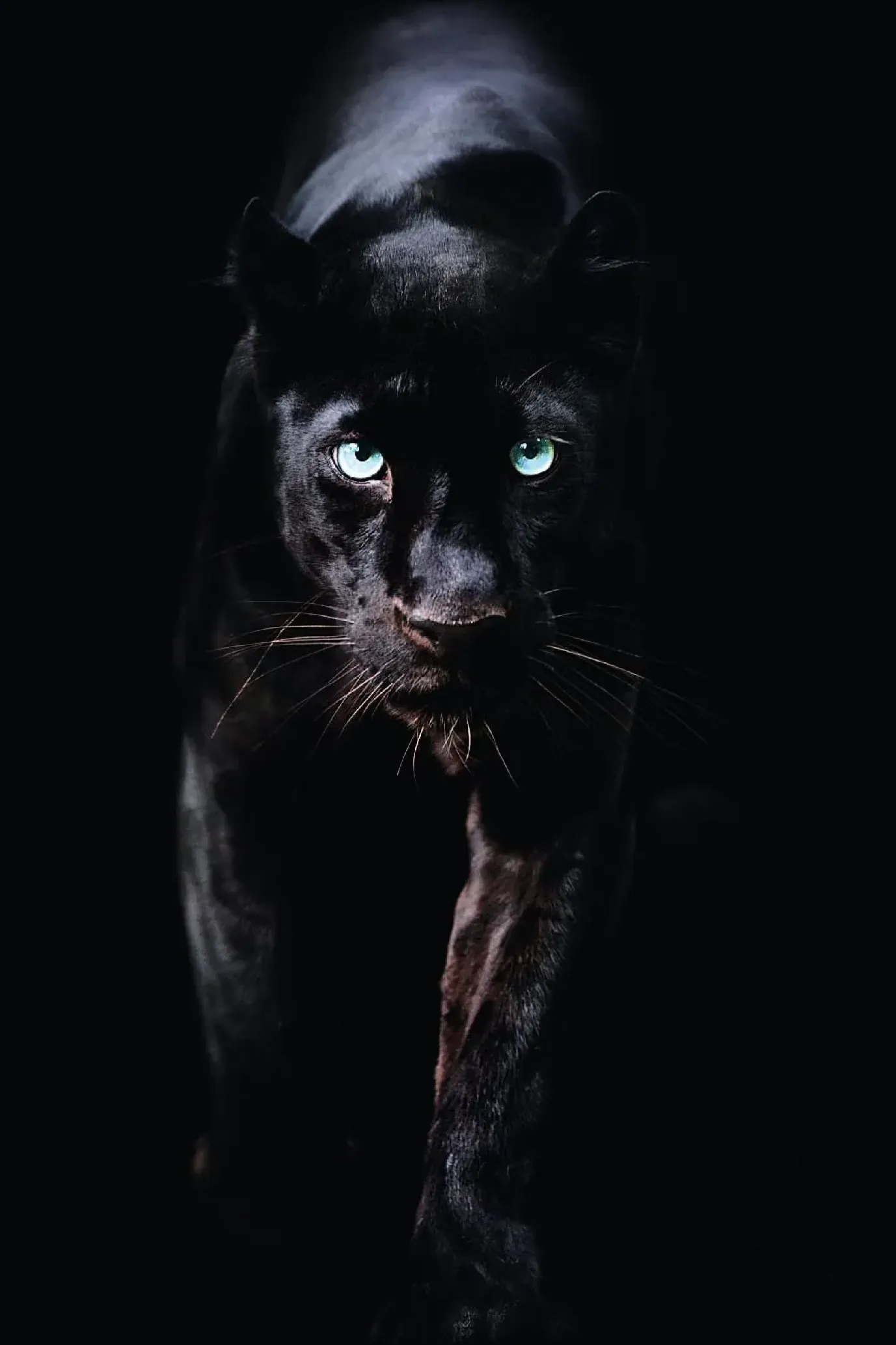 Poster Black Panther, Nr. 179