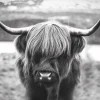Poster Cattle, Nr. 27