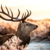 Poster Deer In Forest, Nr. 52