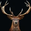 Poster Deer Portrait, Nr. 163