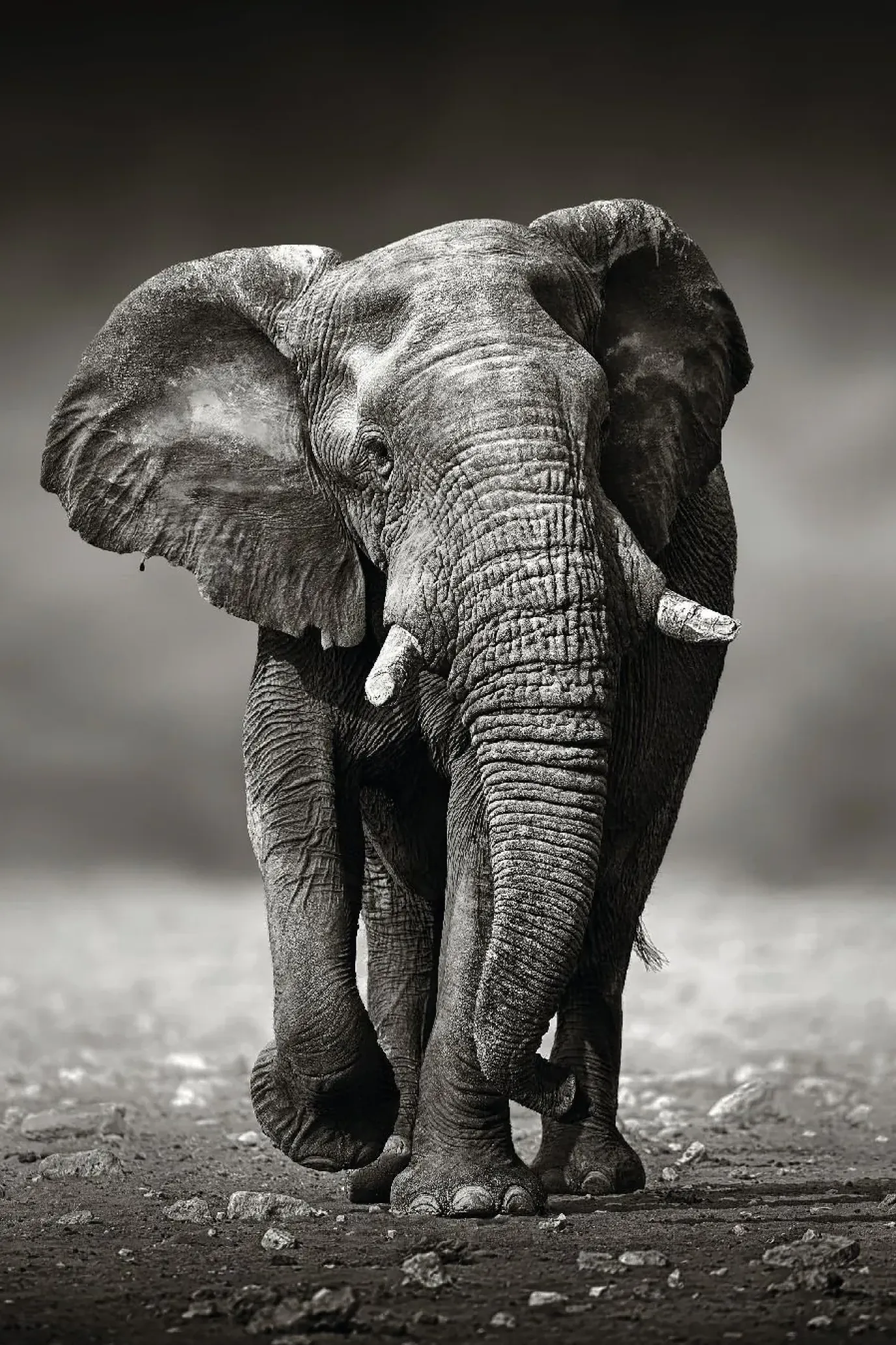 Poster Elephant Walking, Nr. 156
