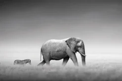 Poster Elephant Zebra, Nr. 233