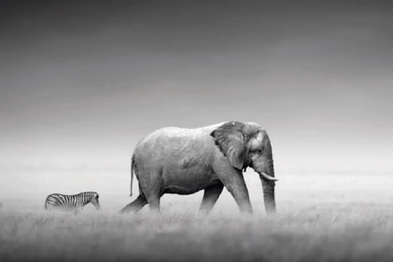 Poster Elephant Zebra, Nr. 233