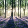 Poster Enchanted Forest, Nr. 11