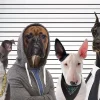 Poster Most Wanted Dogs, Nr. 232