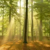 Poster Sunbeam Forest, Nr. 184