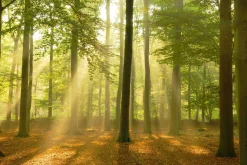 Poster Sunbeam Forest, Nr. 184
