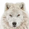 Poster Wolf Head, Nr. 202