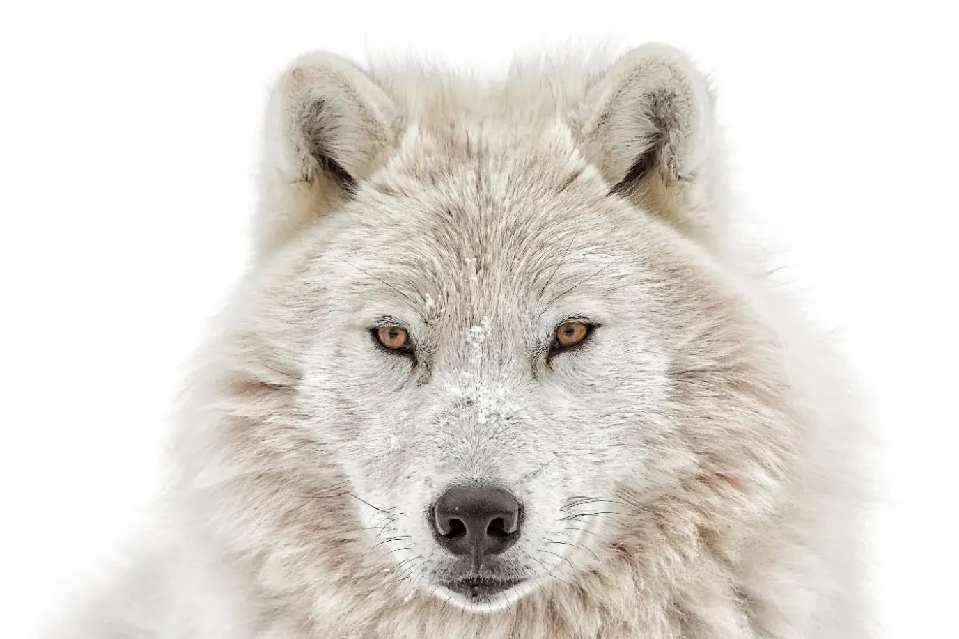 Poster Wolf Head, Nr. 202