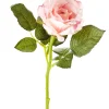 Rose, 30 Cm, Apricot