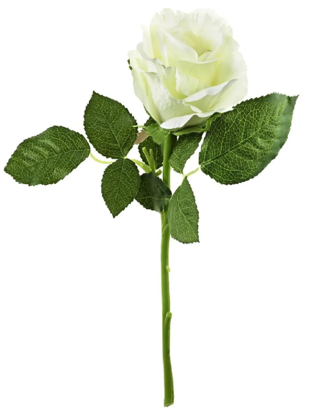 Rose, 30 Cm, Weiß
