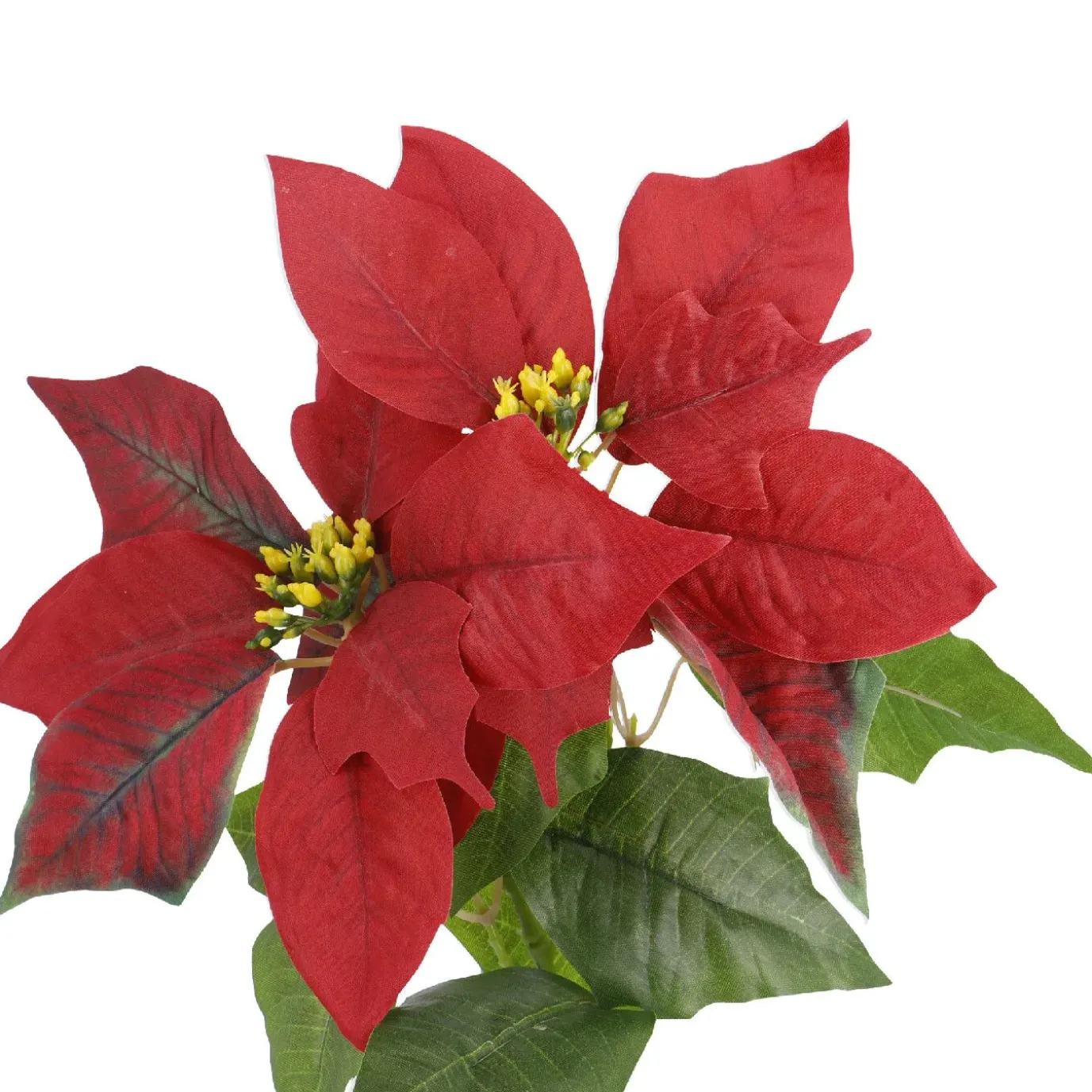 Weihnachtsstern 2 Blüten/rot, 31 Cm