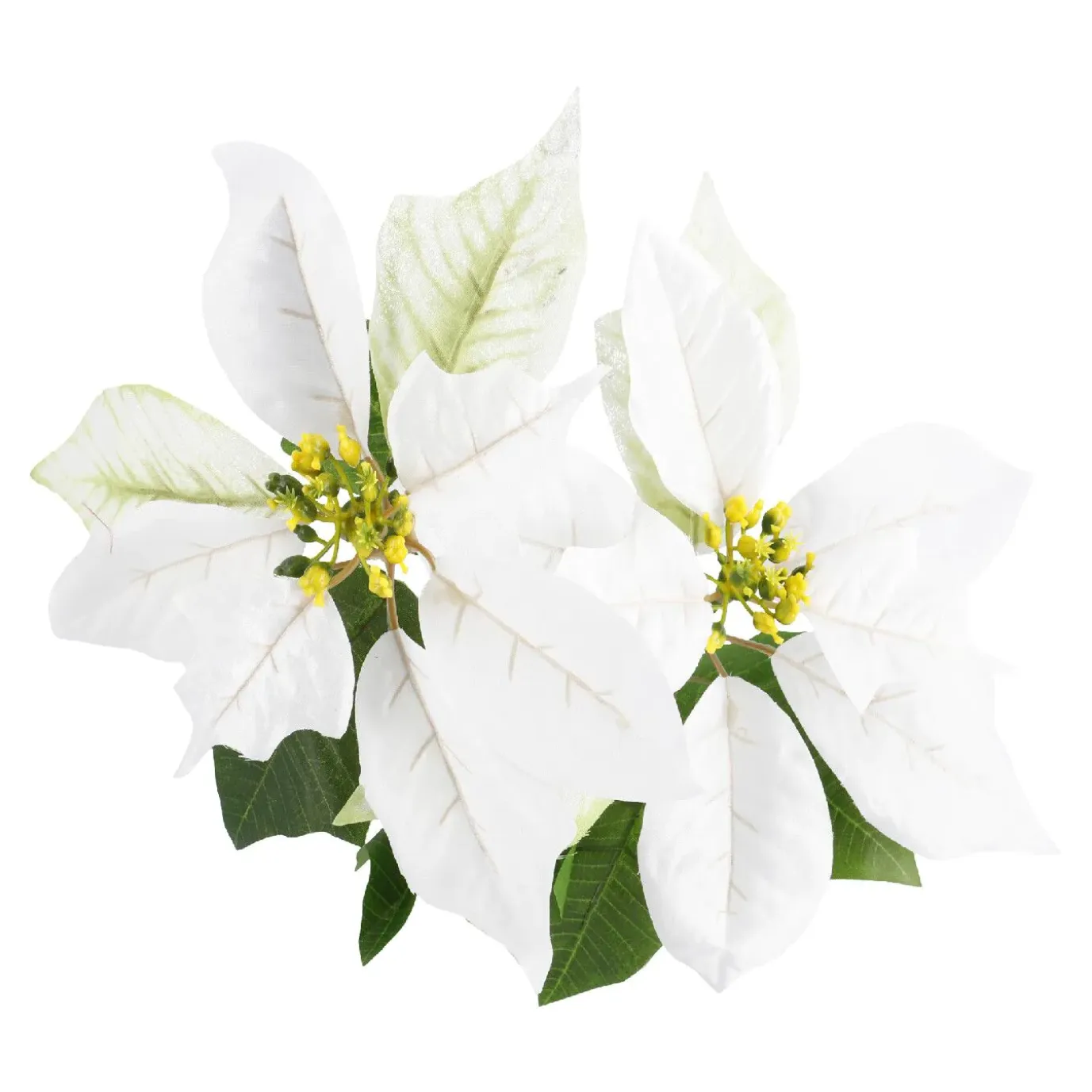 Weihnachtsstern 2 Blüten/weiß, 31 Cm